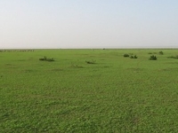 Hafr Albatin