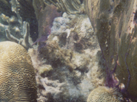 Hol Chan Marine Reserve