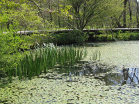 Hakone Botanical Garden of Wetlands