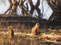 Monkey Family At Tadoba Lake