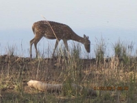 Grazing Around Tadoba Lake