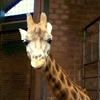 Indoor  Giraffe  House  Belfast  Zoo