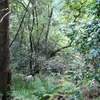 Indigenous Forest In Cecilia Park