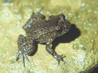Kaimai Mamaku Forest Park