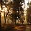Kanha- The Morning Lights