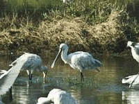 Khijadia Bird Sanctuary Khijadia Bird Sanctuary