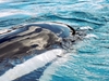 Marineland