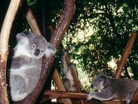 Lone Pine Koala Sanctuary Lone Pine Koala Sanctuary
