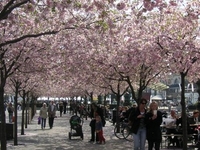Kungsträdgården Kungsträdgården