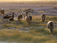 San Pedro de Atacama 6 Day Package