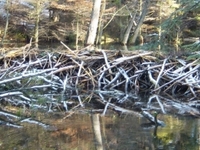 Landscape Park Of Solska Primeval Forest