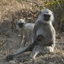 Langoors In Kanha National Park