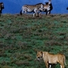 Lioness Zebras And Wildbeast In  Ngorongoro  Crater
