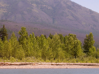 Logging Mountain Logging Mountain