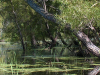 Looking Glass River