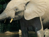 Nouabalé Ndoki National Park Nouabalé Ndoki National Park