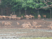 Maitribagh