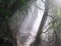 Manawatu Gorge Track