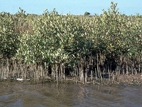 Kurusadai Island