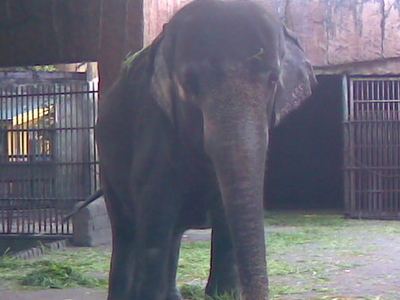 mali of manila zoo ir Manila, philippines --- the city council of manila has approved a resolution citing the conditions for the city's lone elephant to temporarily stay at the subic animal theme park as the manila zoo undergoes modernization earlier, the management of the zoobic safari in subic, zambales, volunteered . mali of manila zoo ir Manila, philippines --- the city council of manila has approved a resolution citing the conditions for the city's lone elephant to temporarily stay at the subic animal theme park as the manila zoo undergoes modernization earlier, the management of the zoobic safari in subic, zambales, volunteered .