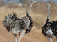 Meru National Park