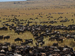 Great Migration Safari - Kenya Photos