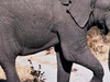 Moremi Game Reserve