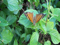 Butterfly Garden Butterfly Garden