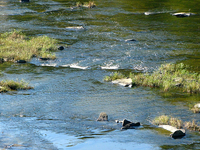 Mulberry Fork Mulberry Fork