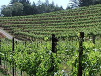 Napa Valley Wine Capital of India Napa Valley Wine Capital of India
