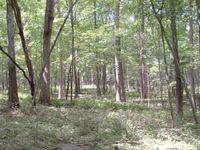 Nehantic State Forest Nehantic State Forest