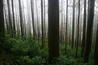 Nilgiri Forest