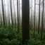 Nilgiri Forest