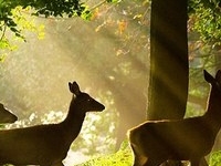 Nandankanan Zoological Park