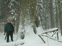 Bialowieza Forest