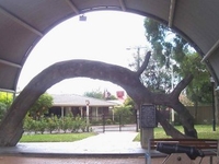 The Old Gum Tree The Old Gum Tree