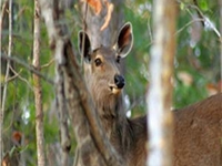 Panpatha Wildlife Sanctuary