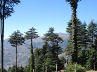 Patnitop Patnitop