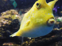 Phuket Aquarium