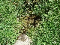 Potato Hollow Springs