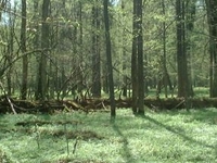 Belavezhskaya Pushcha National Park