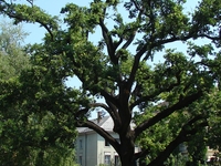 Quercus Robur - Déri Square