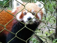 Red Panda Darjeeling