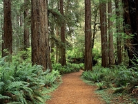 Redwood Creek
