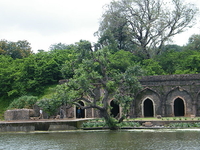 Rewa Rewa