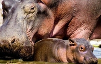 Rhino [Posted By - Sitatunga Uganda]