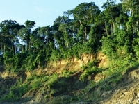 Manu National Park