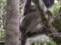 Kibale National Park