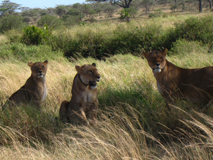 Samburu National Reserve Photos