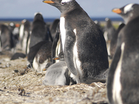 Falkland Islands (Islas Malvinas) Falkland Islands (Islas Malvinas)